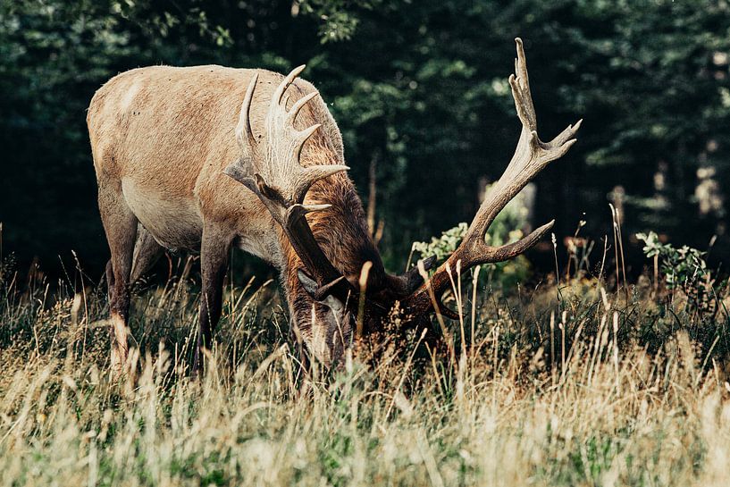 Weidende Rothirsche in der Veluwe von Peter Boon