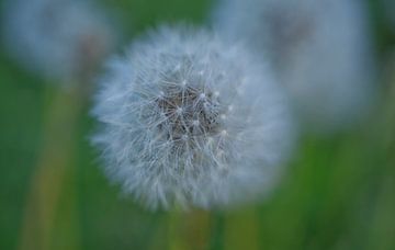 Dandelion Puffball Field van Iris Holzer Richardson