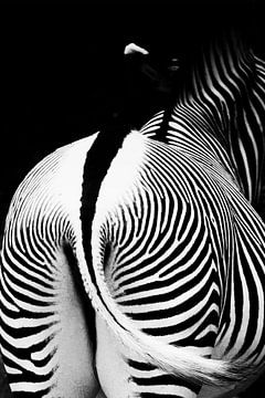 Zebra black & white by Jelte Bosma