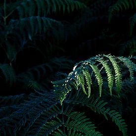 green fern leaves in sun and shadow by Olha Rohulya