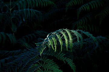 groene varenbladeren in zon en schaduw van Olha Rohulya