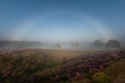 Mistboog boven de bloeiende heide in de Gasterse duinen – mistig heidelandschap in Drenthe