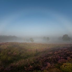 Arc de brume au-dessus de la bruyère en fleurs dans les dunes de Gasselterduinen – paysage brumeux de bruyère dans la province de Drenthe sur KB Design & Photography (Karen Brouwer)