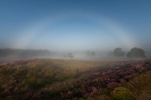 Mistboog boven de bloeiende heide in de Gasterse duinen – mistig heidelandschap in Drenthe van KB Design & Photography (Karen Brouwer)