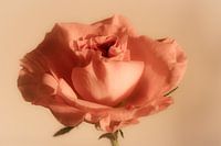 Rose tendre