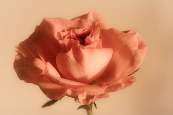 Soft Rose