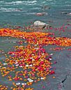 Bloemen in de rivier de Ganges in India van Eye on You thumbnail