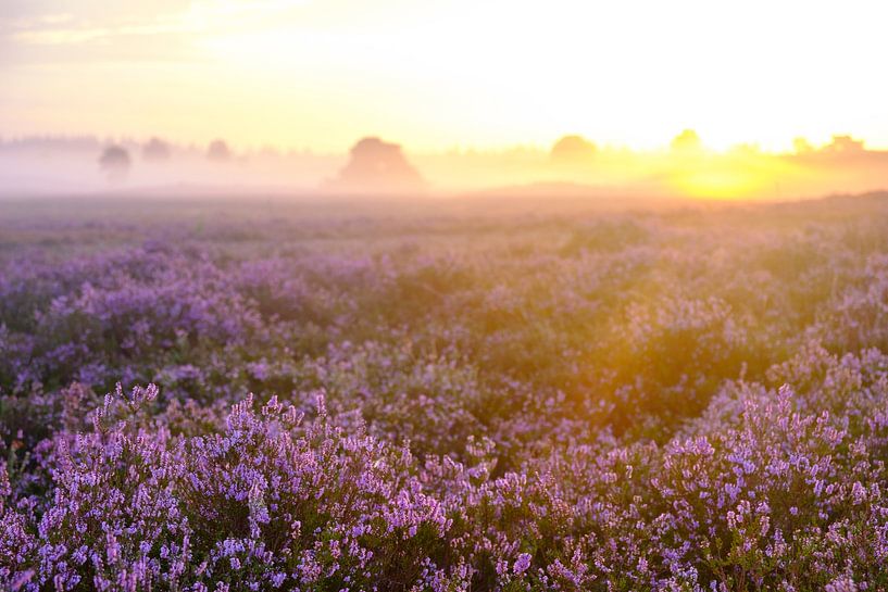 Blooming Heather plants during sunrise by Sjoerd van der Wal Photography