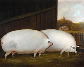 Deux cochons blancs sur VETTORICA