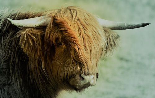 Schottischer Highlander von Anja Roelenga