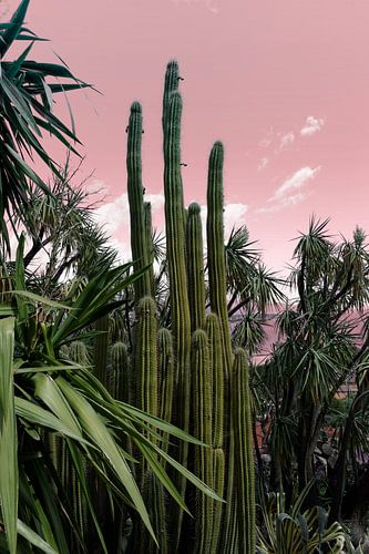 Reuzencactussen in Monaco. Retro stijl botanische kunst in roze en groen