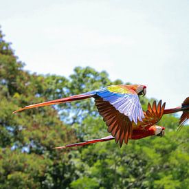 Papegaaien in Tikal (Guatemala) van Frank Smetsers