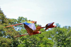 Papegaaien in Tikal (Guatemala) van Frank Smetsers