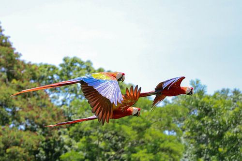 Parrots in Tikal (Guatemala)