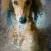 Portrait de chien Saluki - La collection de chiens sur MadameRuiz