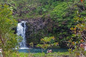 Baden an einem Wasserfall an der Road to Hana (Maui / Hawaii)
