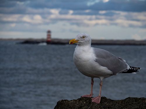 meeuw pier IJmuiden