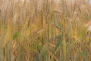 Getreide, Magie von Mutter Natur