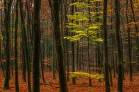 The forest