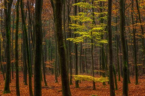 Het bos van Jan Linskens