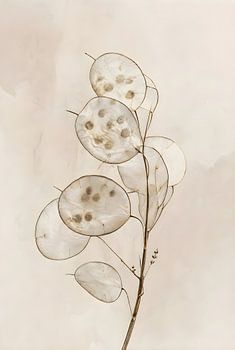 Minimalist Translucent Lunaria Pods