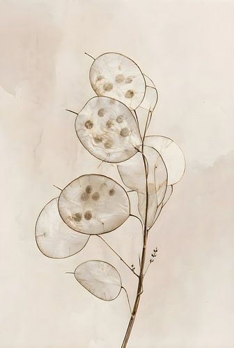 Minimalist Translucent Lunaria Pods