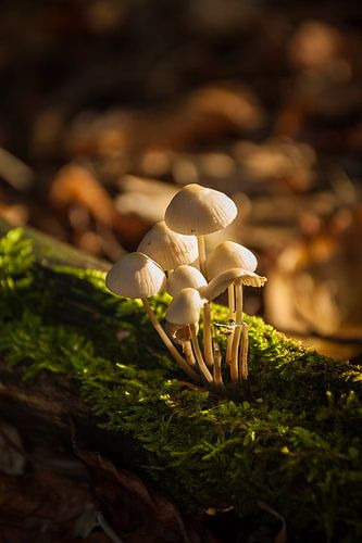 Paddenstoelen gehuld in zonneschijn