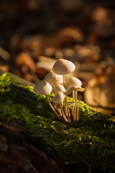 Paddenstoelen gehuld in zonneschijn by Jan Diepeveen