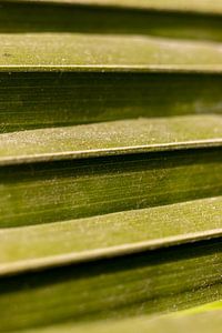 groen palmblad met bladnerf | fine art natuurfoto van Karijn | Fine art Natuur en Reis Fotografie