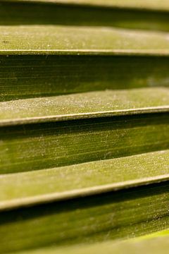 feuille de palmier verte avec veine de feuille | fine art nature photo