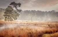 Foggy morning on the Beegderheide