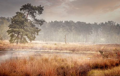 Mistige ochtend op de Beegderheide