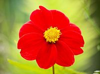 Bloem