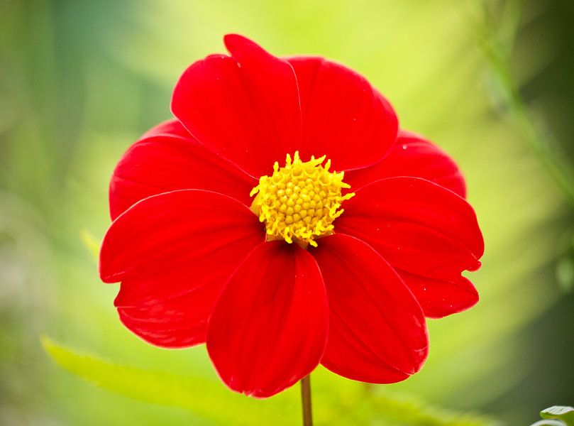Bloem by Dick Besse