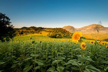 Zonnebloemen in Italië van Damien Franscoise