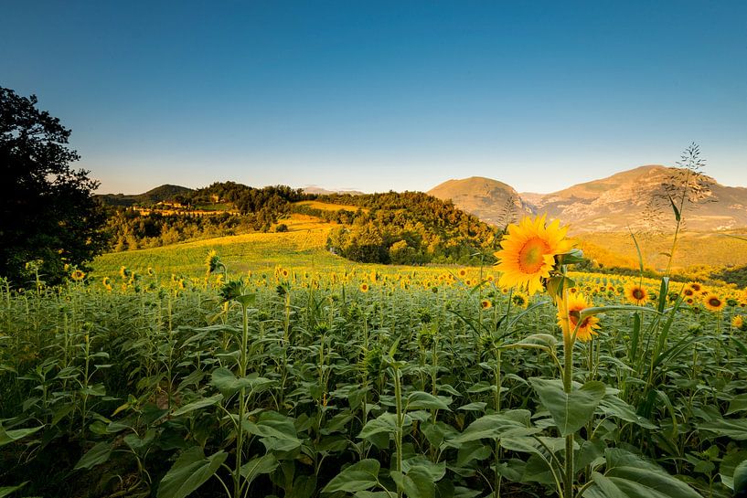 Sonnenblumen in Italien von Damien Franscoise