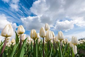 Weiße Tulpen unter dem holländischen Wolkenhimmel