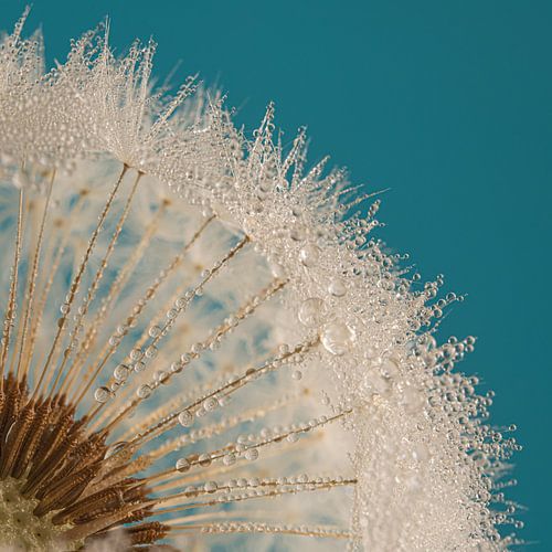 Kwartje paardenbloem met kleine waterdruppeltjes