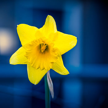 Gele narcis met een blauwe achtergrond