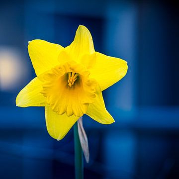 Yellow daffodil with a blue background by Jeroen