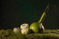 Citrouilles vertes sur mousse