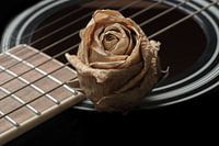 Song of the Rose