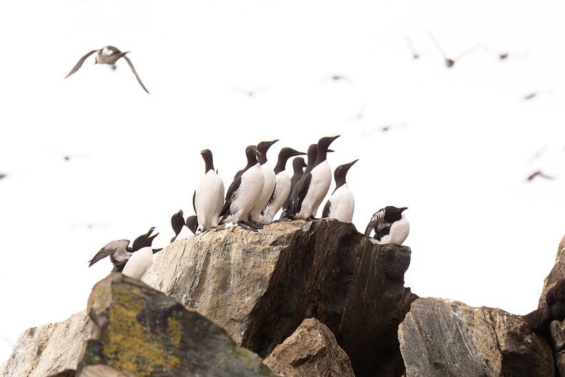 Guillemots sur un rocher par Bert Altena
