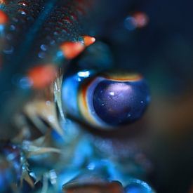 L'œil d'un homard canadien sur Bärbel Severens