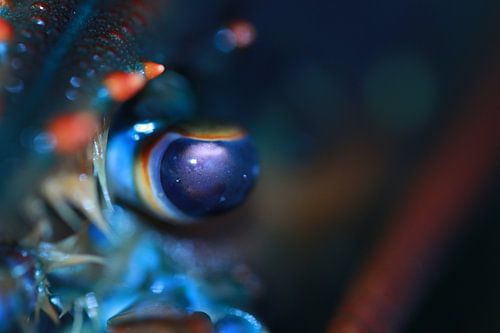 Das Auge eines kanadischen Hummers von Bärbel Severens