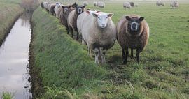 Texel Landschap 062 von Starworks / Lien van der Star