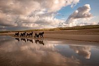 rennende Paarden, strand Wijk aan zee
