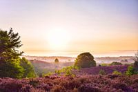 Flowering heather