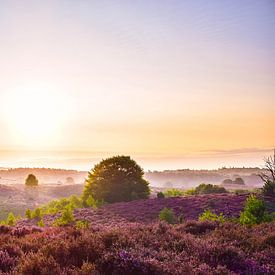 Bloeiende heide van Maureen Materman