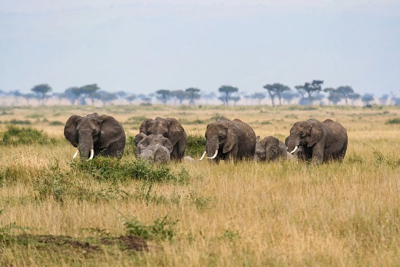 Elefanten in der Masai Mara von Roland Brack
